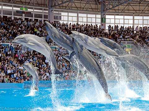 パンダファミリーに会いに行こう!南紀白浜アドベンチャーワールドの旅【田原本・大和八木・橿原神宮・五位堂発】3